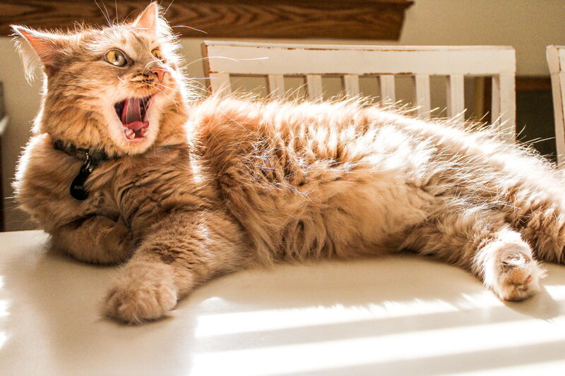 Fluffy Ginger Cat — Brown, Playful, Morning