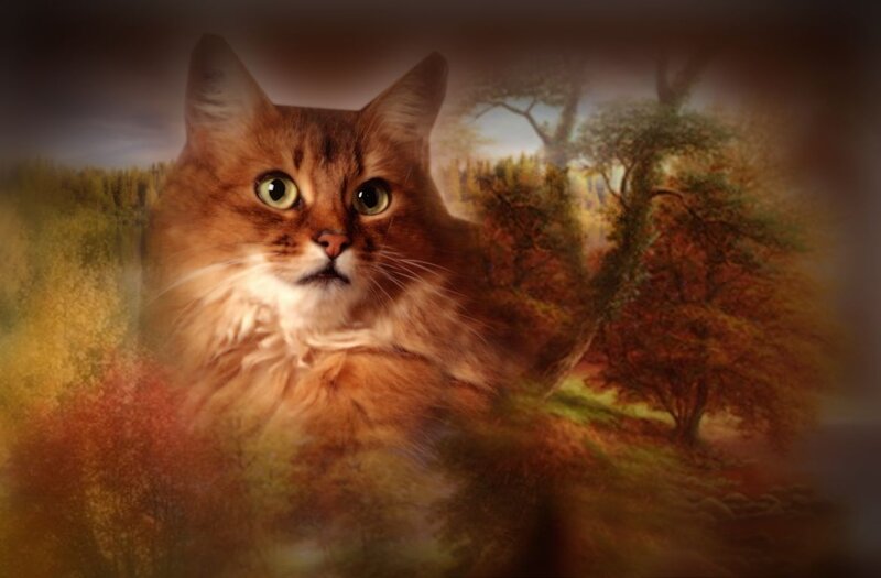 Fluffy Ginger Cat — Brown, Serene
