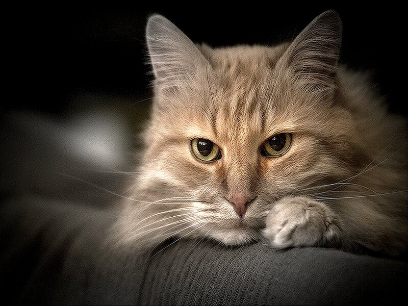 Fluffy Ginger Cat — Brown