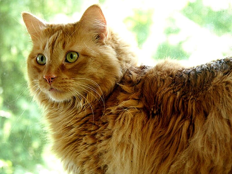 fluffy ginger cat by window