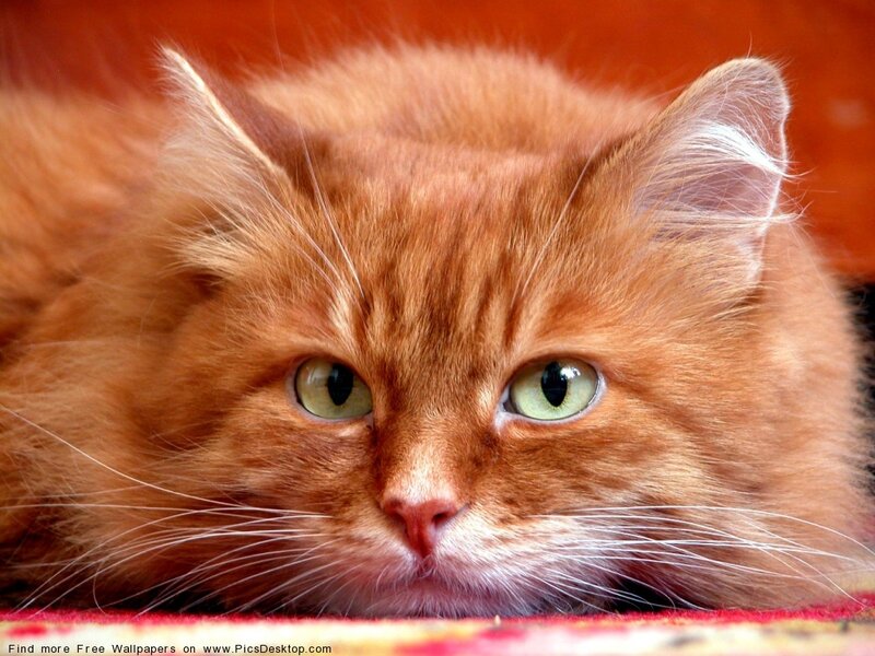 fluffy ginger cat close-up