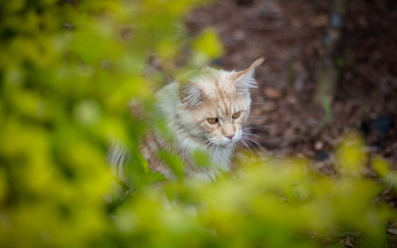 Fluffy Ginger Cat — Green, Calm, Afternoon