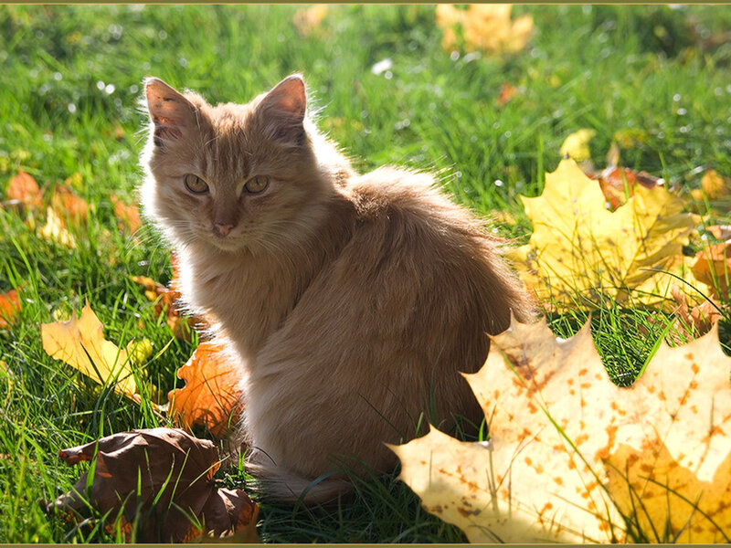 Fluffy Ginger Cat — Green, Calm