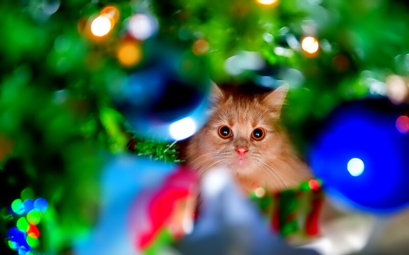 Fluffy Ginger Cat — Green, Festive