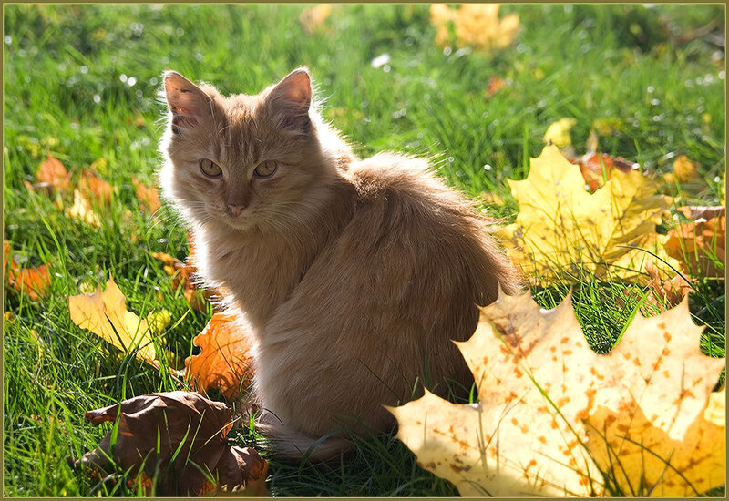 Fluffy Ginger Cat — Green