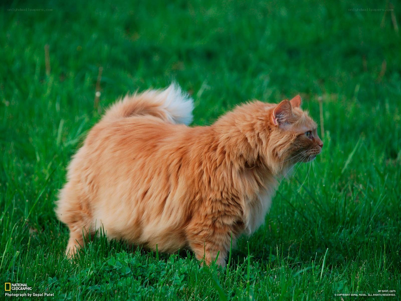 fluffy ginger cat in grass