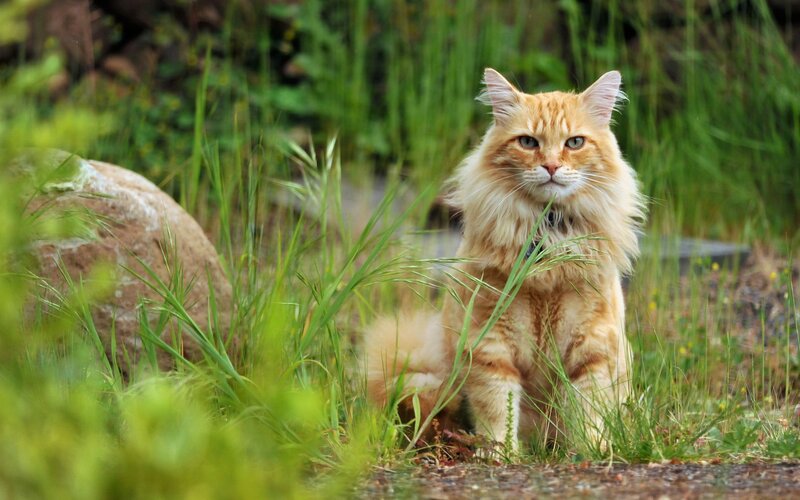 fluffy ginger cat in grass