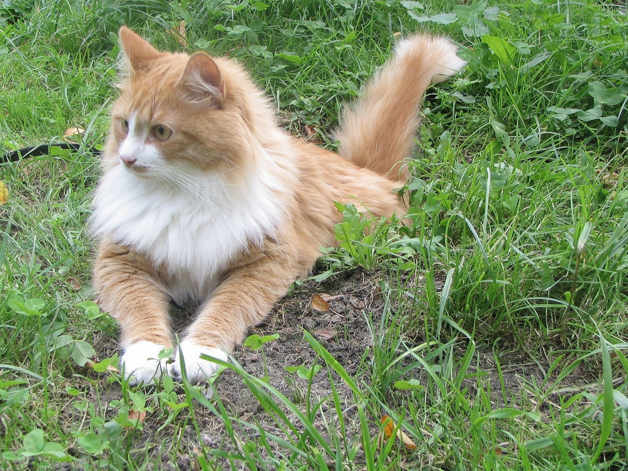 fluffy ginger cat in grass