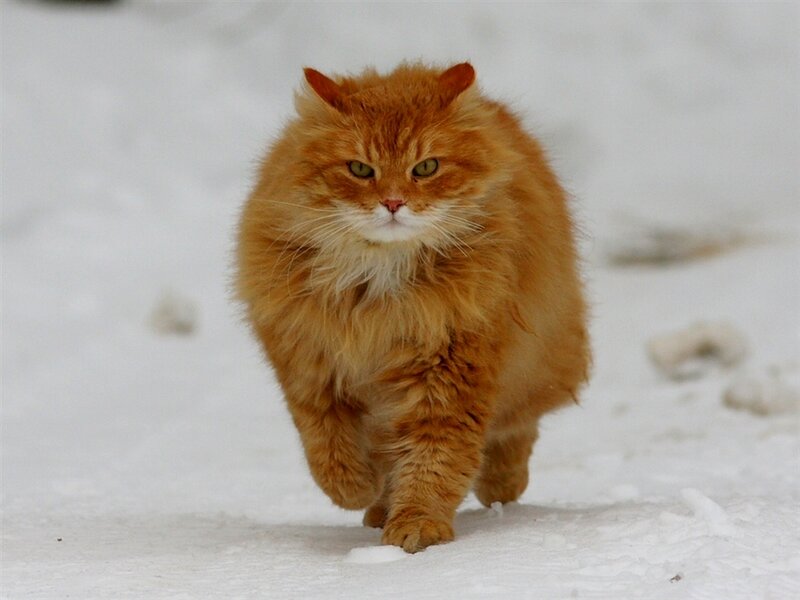 fluffy ginger cat in snow