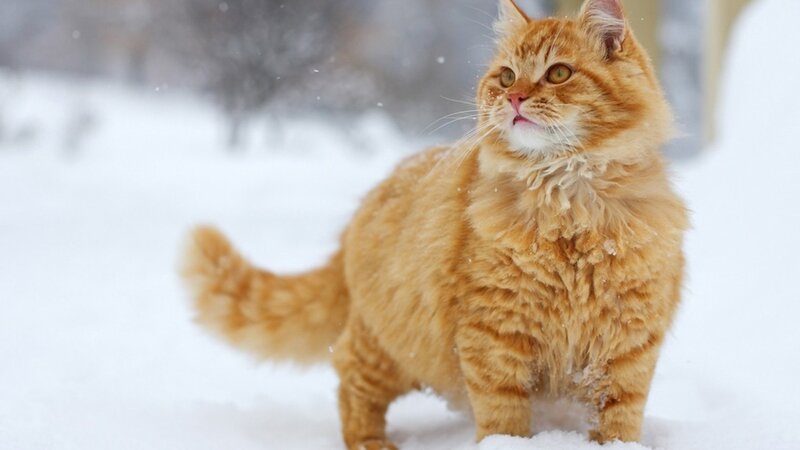 fluffy ginger cat in snow