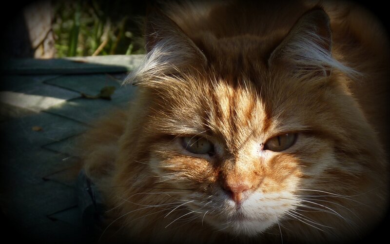 fluffy ginger cat in sunlight