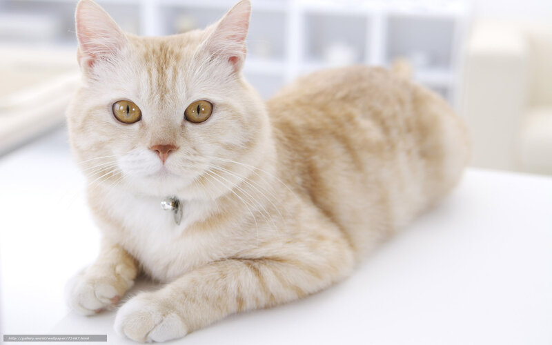 fluffy ginger cat lying down