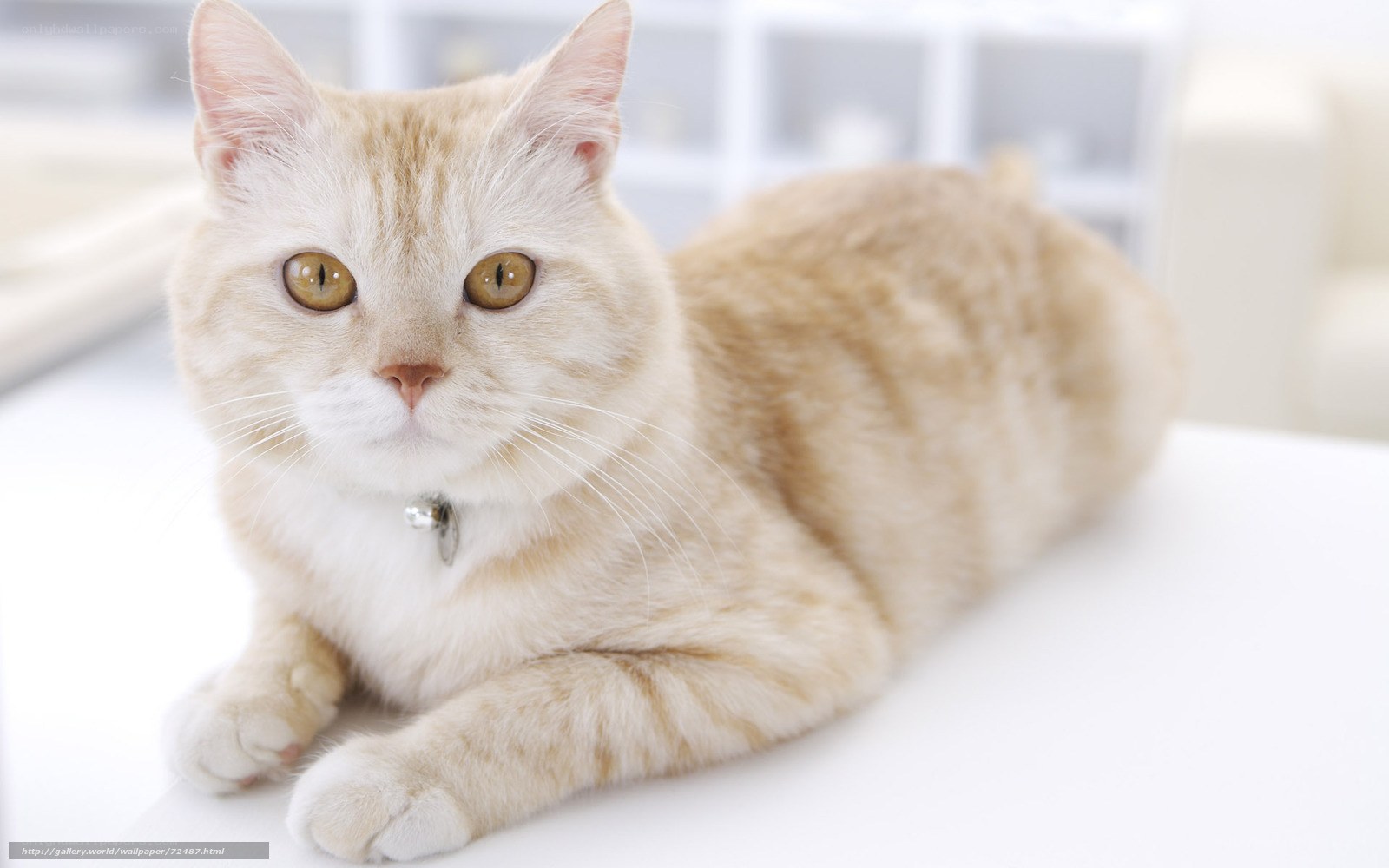 fluffy ginger cat lying down