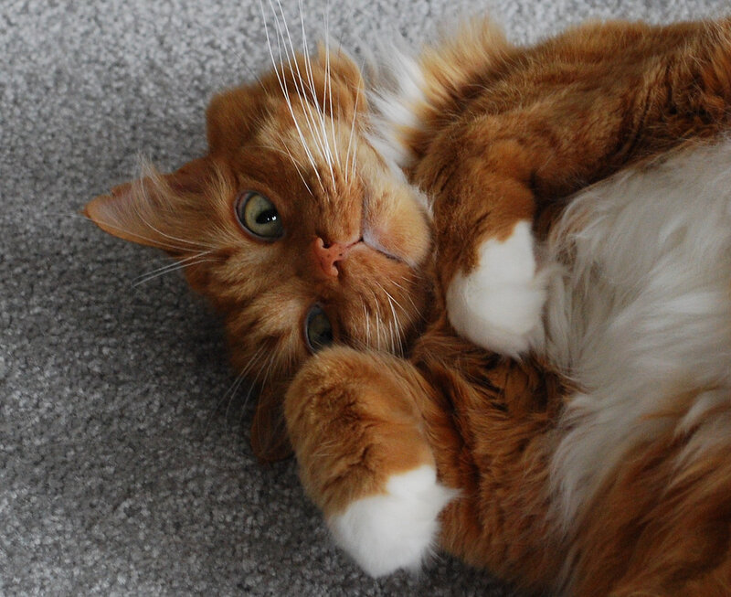 fluffy ginger cat lying on back