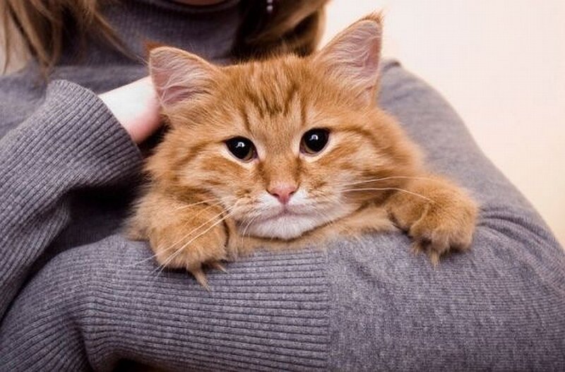 fluffy ginger cat on lap