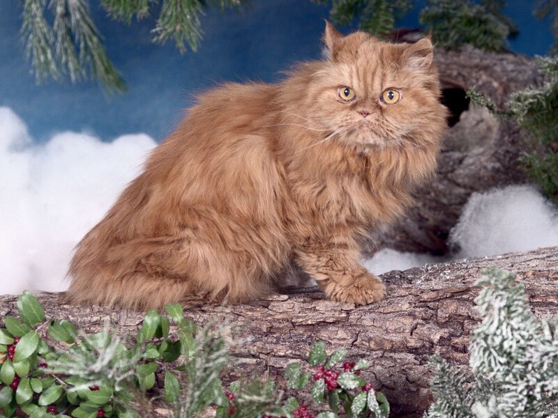 fluffy ginger cat on log