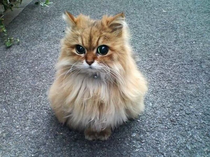fluffy ginger cat on pavement