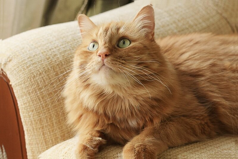 Fluffy Ginger Cat — Orange, Calm, Afternoon, Photograph, Couch