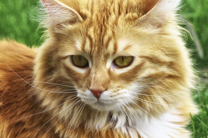 Fluffy Ginger Cat — Orange, Calm, Afternoon, Photograph, Grass