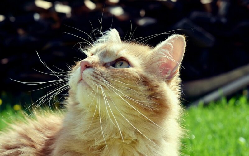 Fluffy Ginger Cat — Orange, Calm, Afternoon, Photograph, Grass, Whiskers