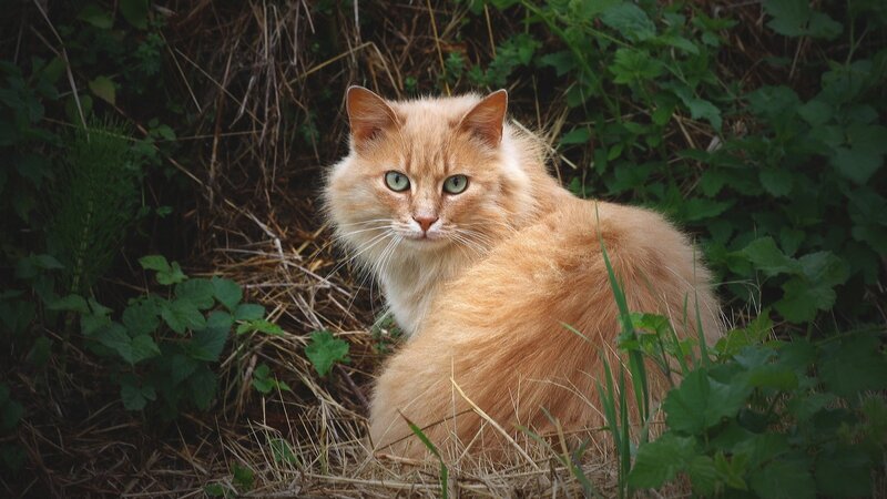 Fluffy Ginger Cat — Orange, Calm, Afternoon, Photograph, Green Leaves