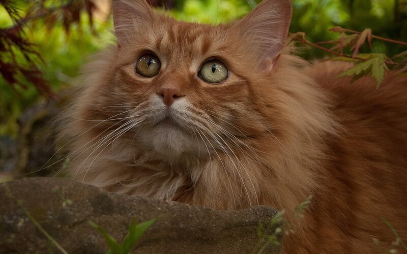 Fluffy Ginger Cat — Orange, Calm, Afternoon, Photograph, Leaves, Rock