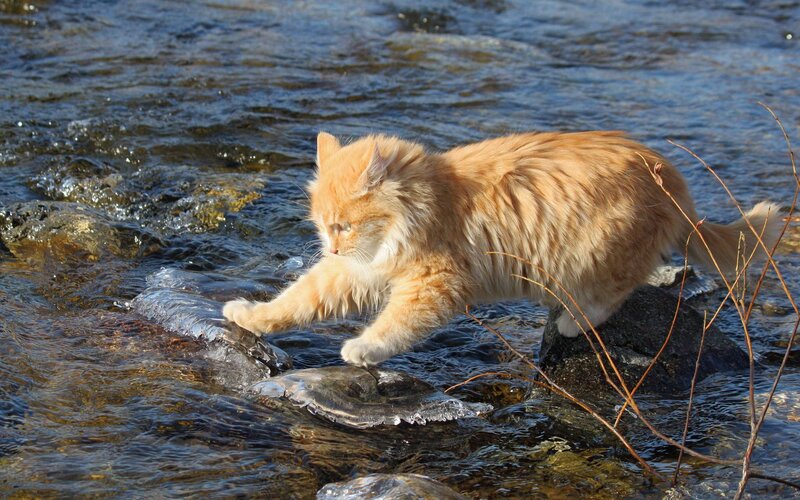 Fluffy Ginger Cat — Orange, Calm, Afternoon, Photograph, Stream
