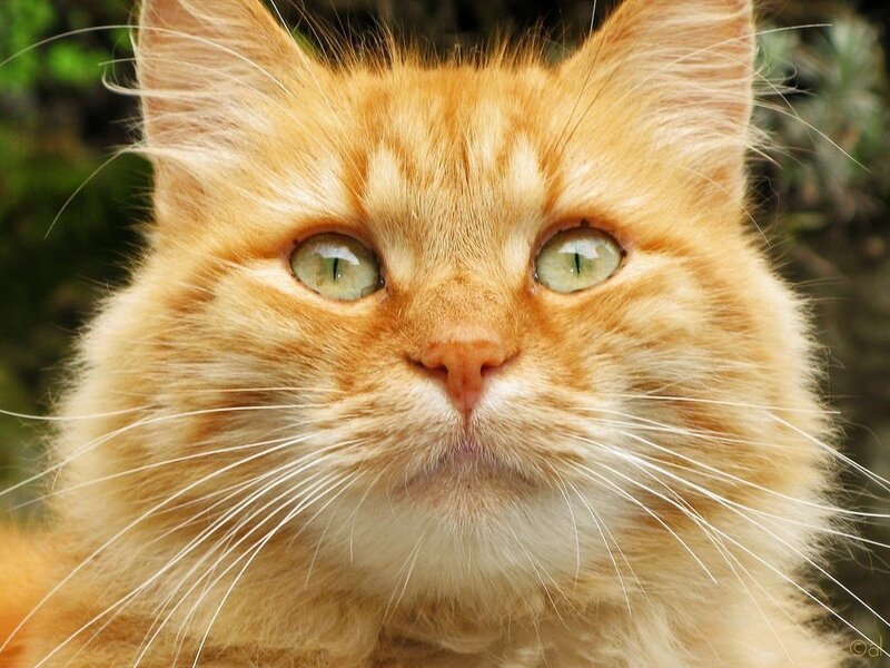 Fluffy Ginger Cat — Orange, Calm, Afternoon, Photograph
