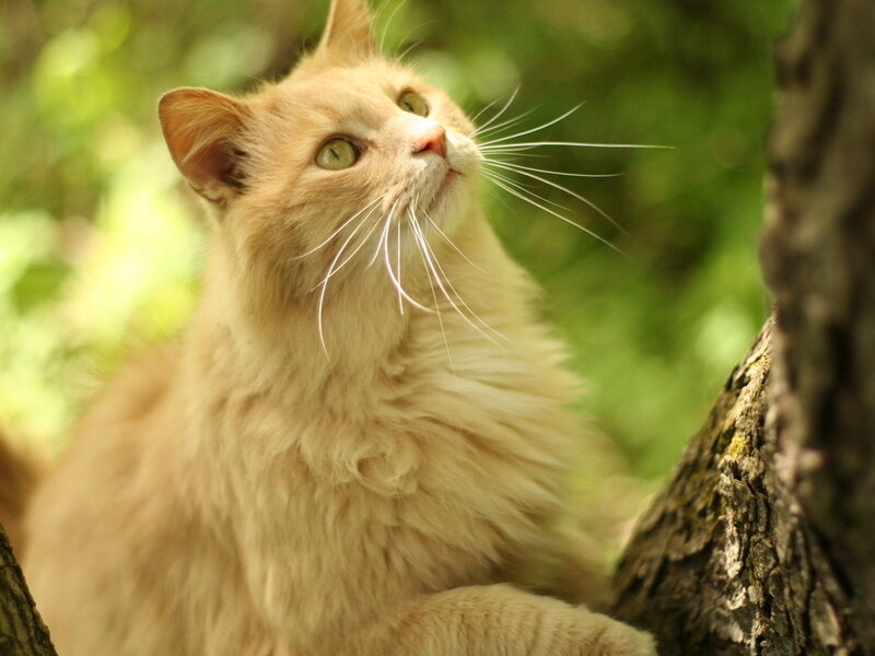 Fluffy Ginger Cat — Orange, Calm, Afternoon, Photograph, Tree