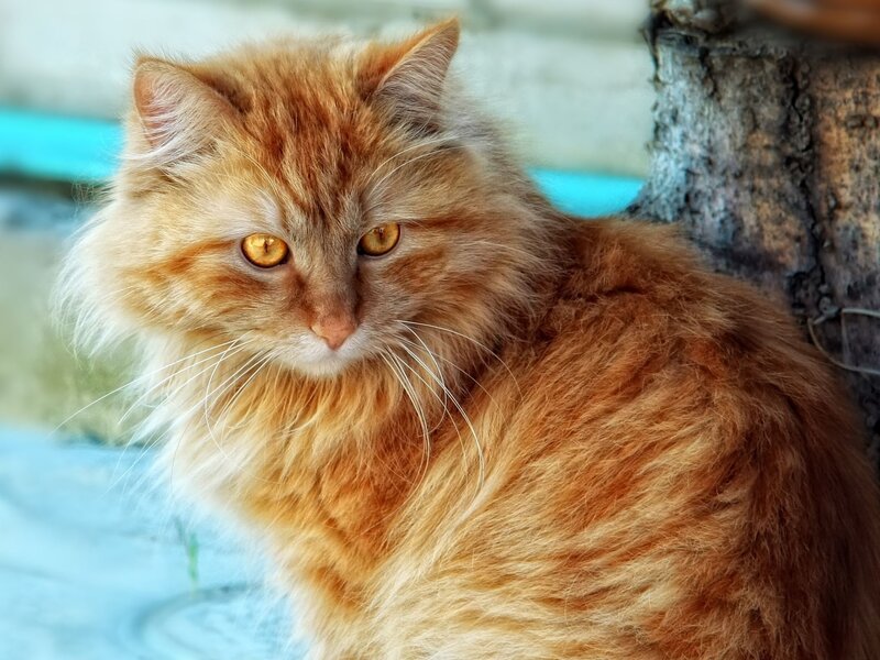 Fluffy Ginger Cat — Orange, Calm, Afternoon, Photograph, Tree Trunk