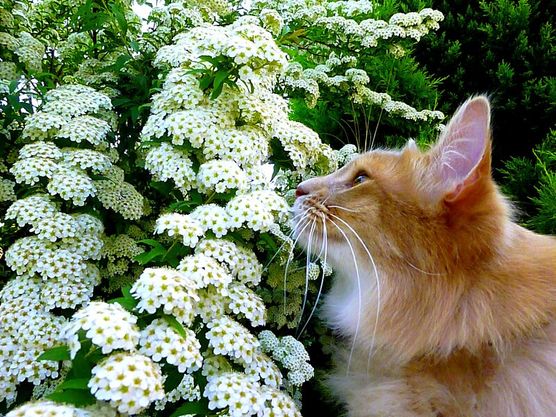 Fluffy Ginger Cat — Orange, Calm, Afternoon, Photograph, White Flowers