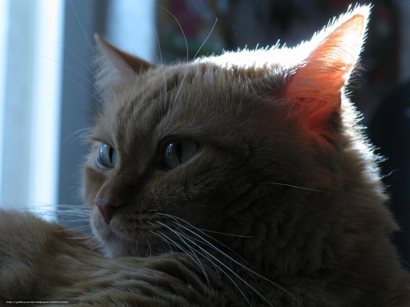 Fluffy Ginger Cat — Orange, Calm, Afternoon, Photograph, Window