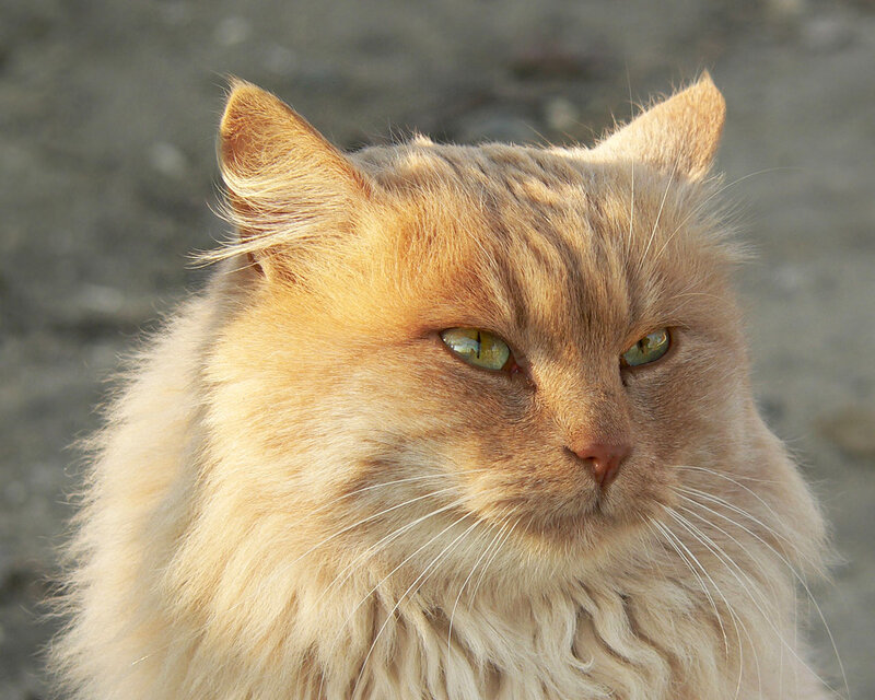 Fluffy Ginger Cat — Orange, Calm, Afternoon