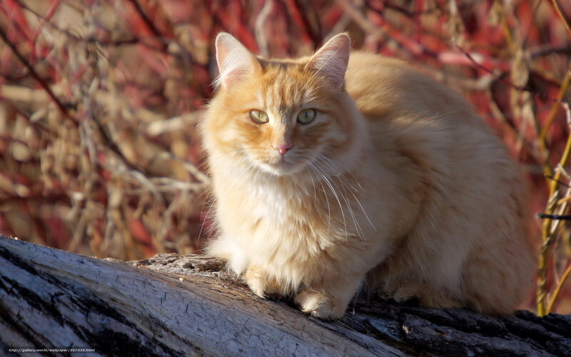 Fluffy Ginger Cat — Orange, Calm, Autumn, Photograph, Log
