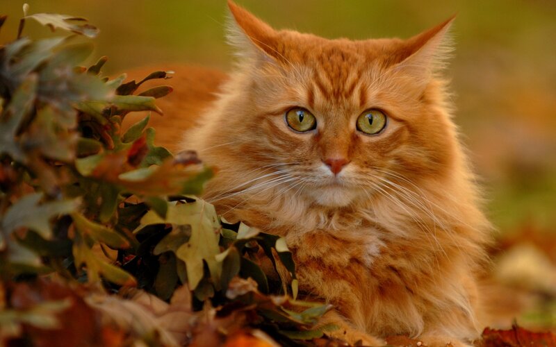 Fluffy Ginger Cat — Orange, Calm, Autumn