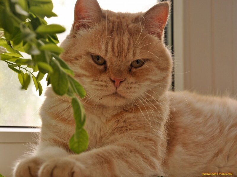 Fluffy Ginger Cat — Orange, Calm, Morning