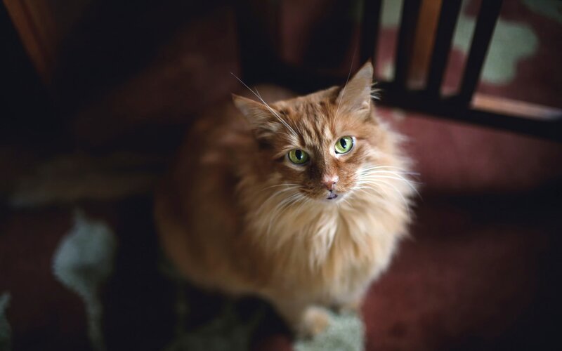 Fluffy Ginger Cat — Orange, Calm, Photograph, Chair