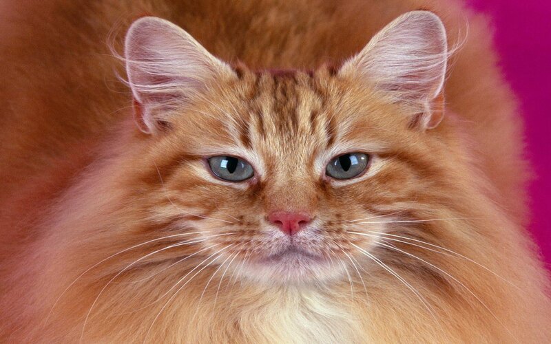 Fluffy Ginger Cat — Orange, Calm, Photograph, Ears