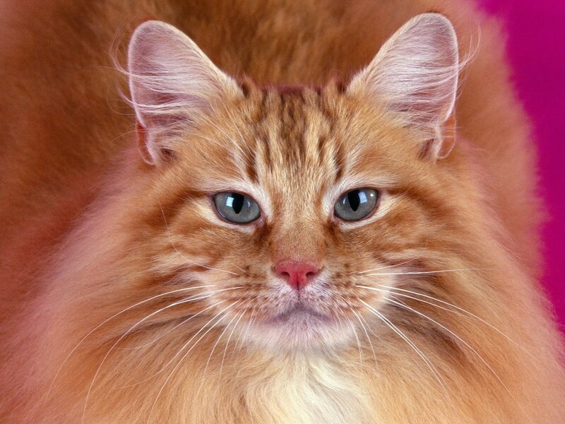 Fluffy Ginger Cat — Orange, Calm, Photograph, Ears, Whiskers, Eyes