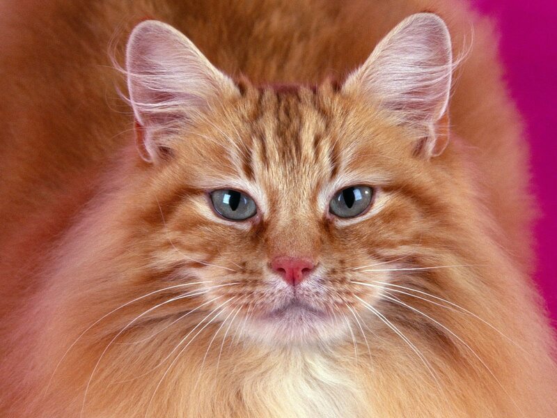 Fluffy Ginger Cat — Orange, Calm, Photograph, Ears, Whiskers