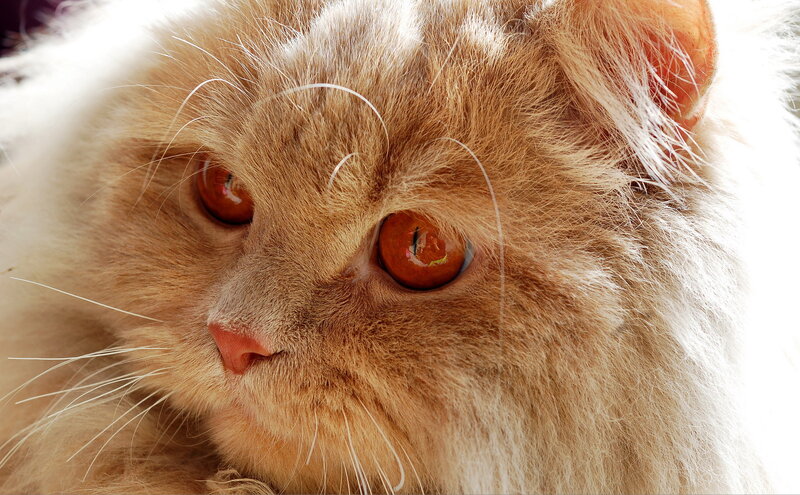 Fluffy Ginger Cat — Orange, Calm, Photograph, Eyes