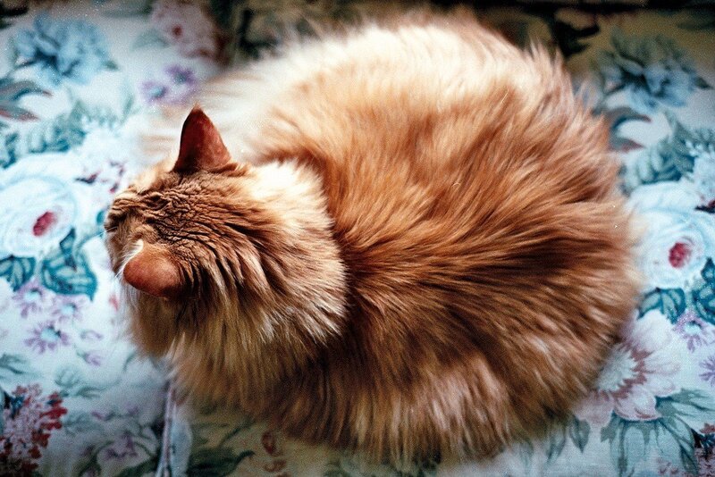 Fluffy Ginger Cat — Orange, Calm, Photograph, Flowered Fabric