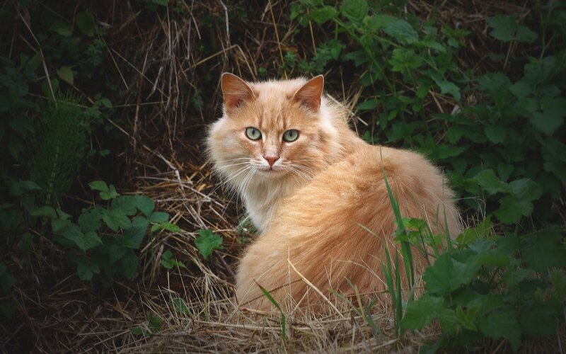 Fluffy Ginger Cat — Orange, Calm, Photograph, Grass