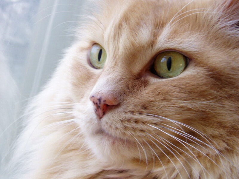 Fluffy Ginger Cat — Orange, Calm, Photograph, Green Eyes