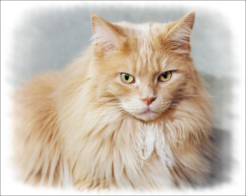 Fluffy Ginger Cat — Orange, Calm, Photograph, Green Eyes, Whiskers