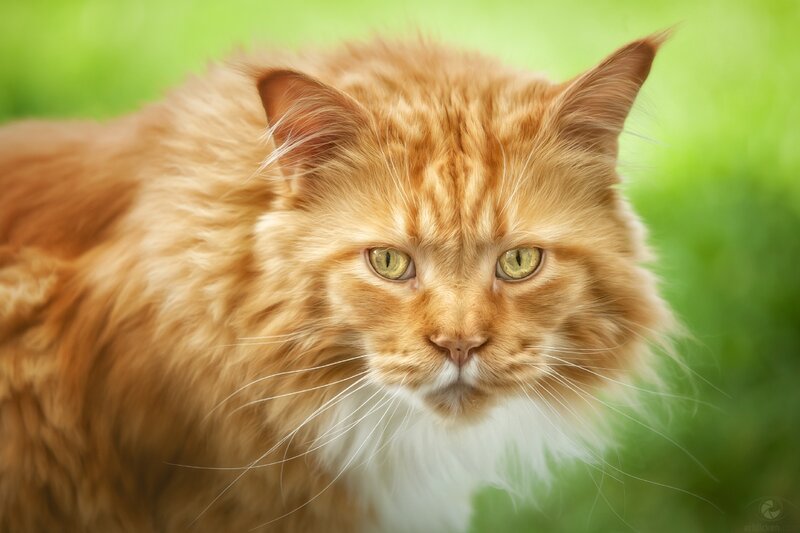 Fluffy Ginger Cat — Orange, Calm, Photograph, Green Grass