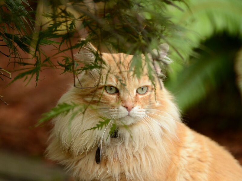 Fluffy Ginger Cat — Orange, Calm, Photograph, Leaves