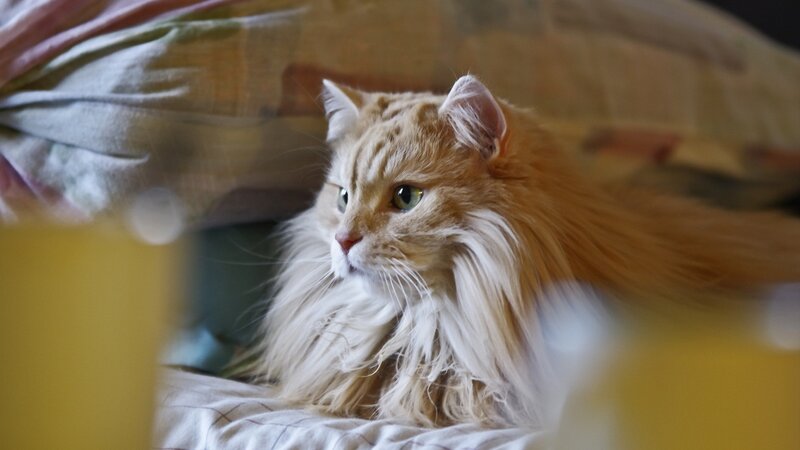Fluffy Ginger Cat — Orange, Calm, Photograph, Pillow