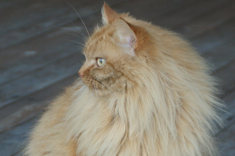 Fluffy Ginger Cat — Orange, Calm, Photograph