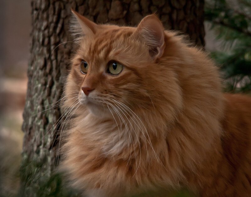 Fluffy Ginger Cat — Orange, Calm, Photograph, Tree